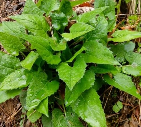 3월에 먹으면 좋은 제철 음식(봄철 음식) - 취나물편 (효능, 취나물이 들어가는 음식)