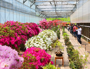 베어트리파크 봄꽃축제