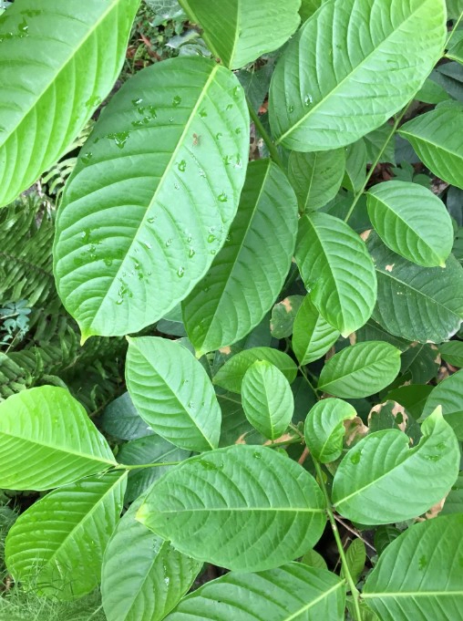 바나바잎 성분