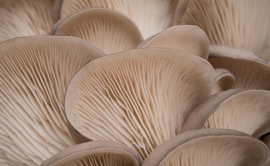 느타리버섯 효능