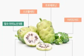 노니 효능 칼로리 섭취량_15