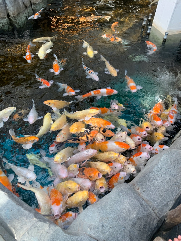 오산버드파크 할인 입장료 및 주차장 가족 여행 후기