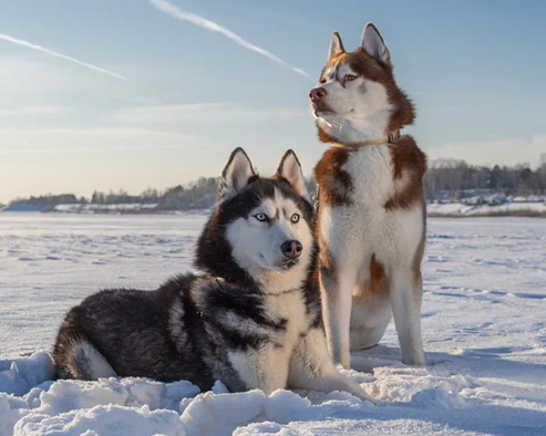 Siberian Husky