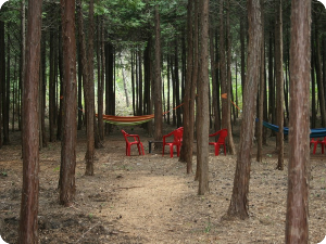편백숲 해먹타기 출처: 하늘빛 수목정원