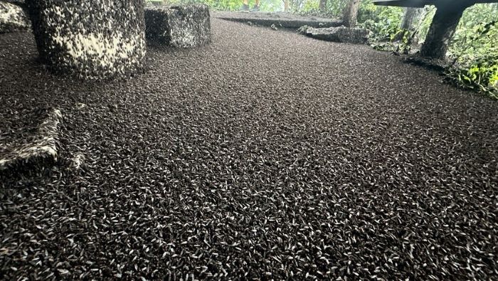 alt="숲 속 바닥과 기둥을 검은색 곤충 떼가 가득 뒤덮은 모습, 러브버그 사체가 쌓여 있는 장면"