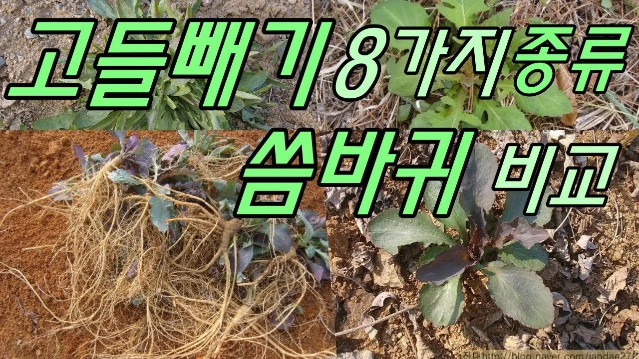 씀바귀 고들빼기 차이점 효능 비교_5
