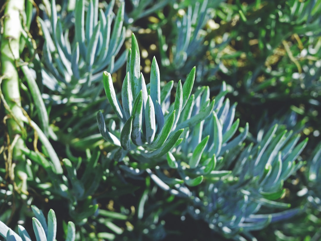 Senecio