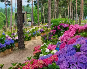 자라섬 꽃축제_25