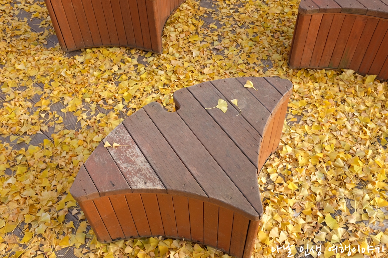 “곡교천변_은행나무길_22”data-filename=