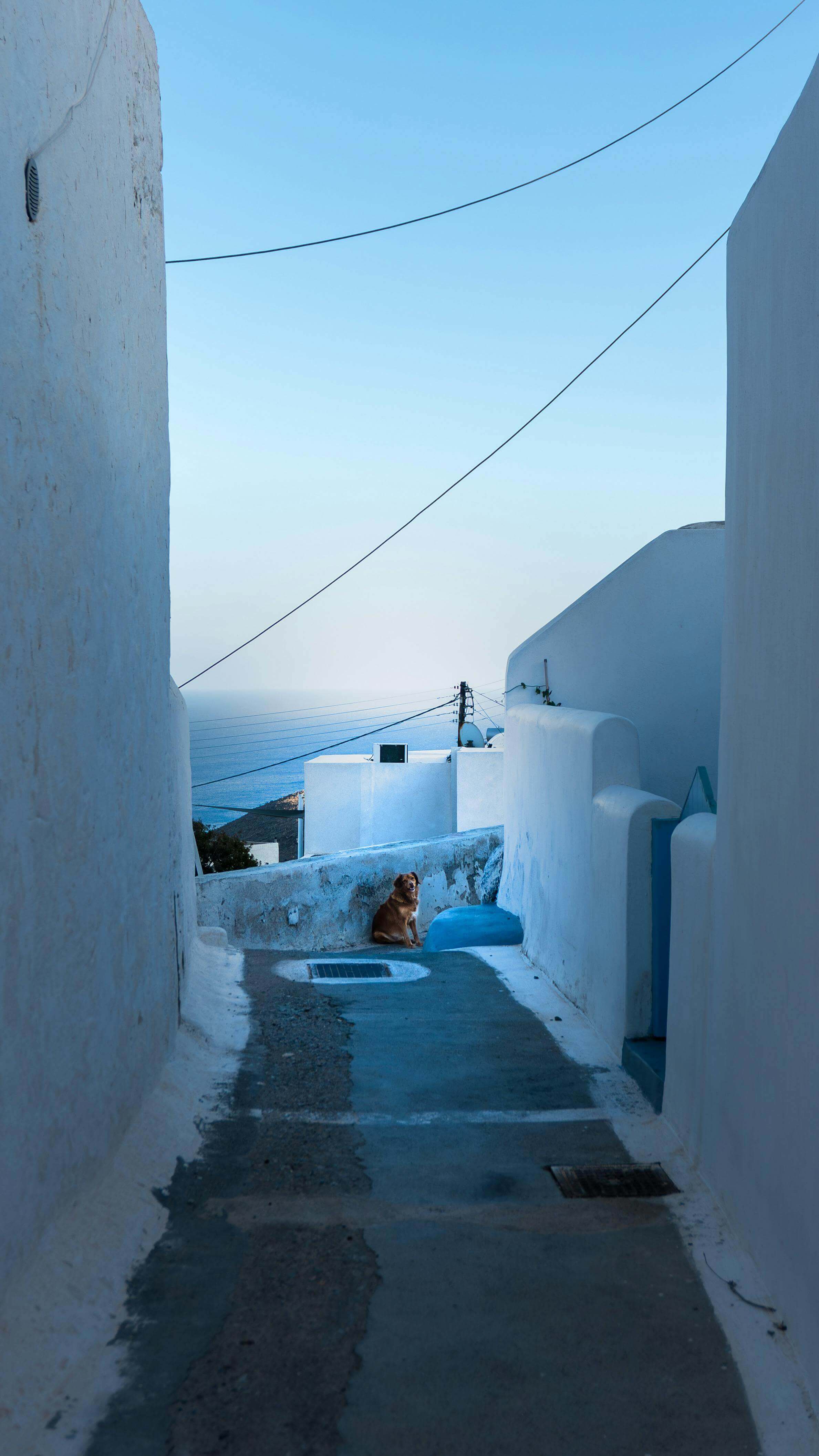 한국 야생 고양이 삵을 보호하기 위한 우리가 할 수 있는 행동
