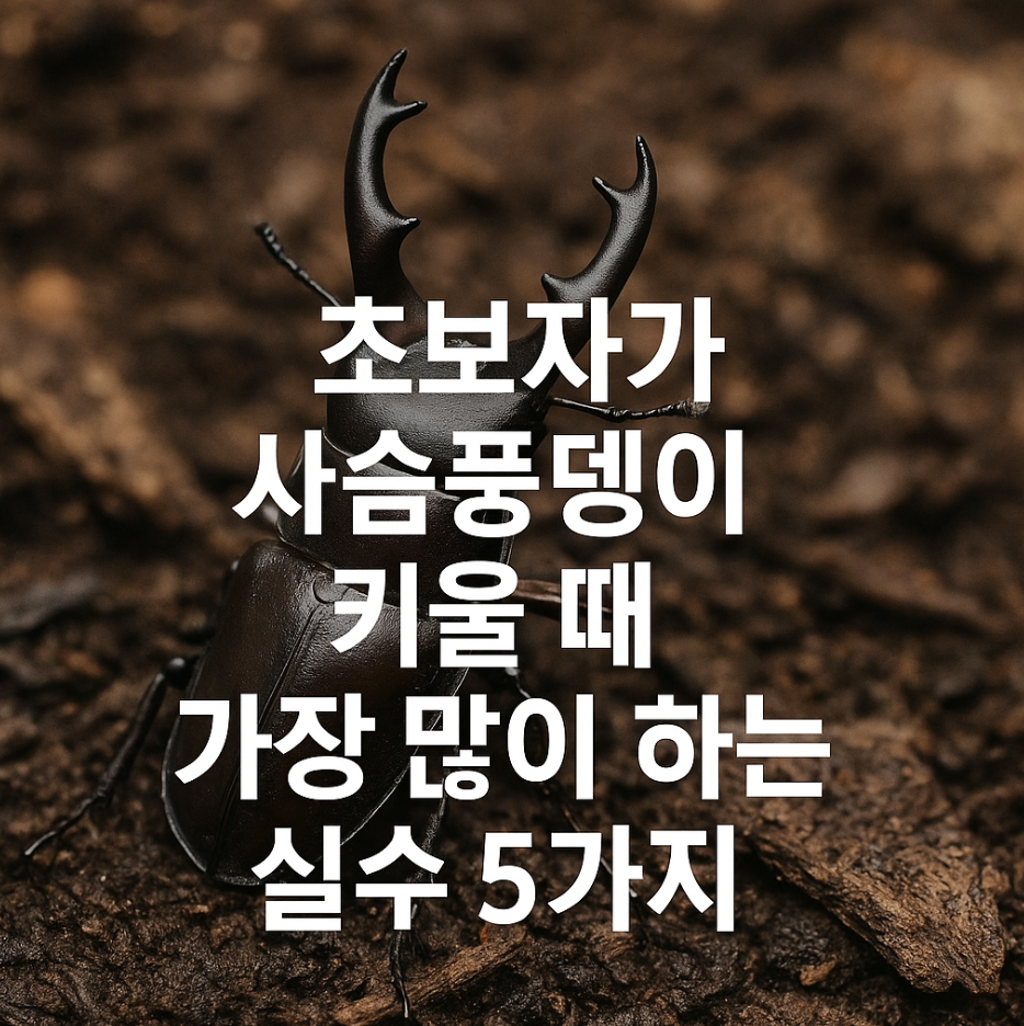 초보자가 사슴풍뎅이 키울 때 가장 많이 하는 실수 5가지