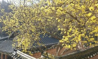 소쇄원 봄 앵두나무꽃 산수유 해당화 개화_15