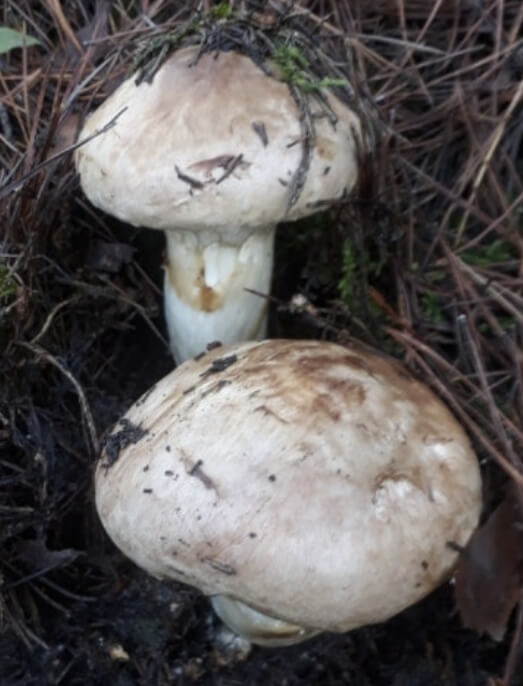 송이버섯 효능 보관방법 총정리