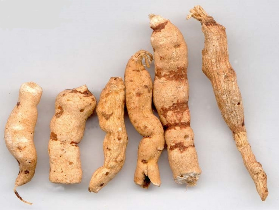 야생에서 채취를 한 감수를 깨끗하게 세척하고 건조시킨 것을 하얀 바닥 위에 6개를 놓아두고 찍은 사진