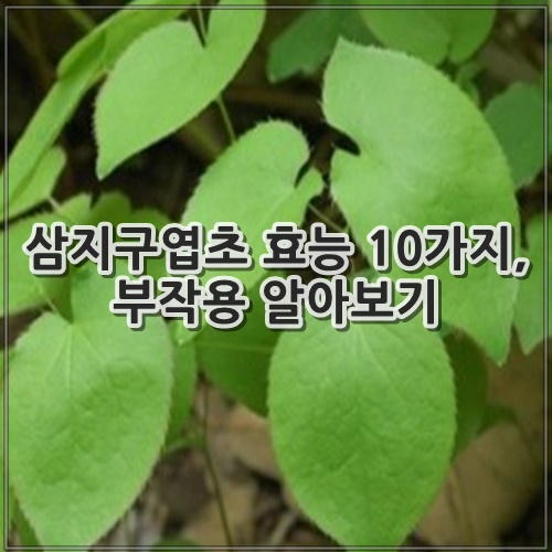 삼지구엽초 효능 10가지, 부작용 알아보기