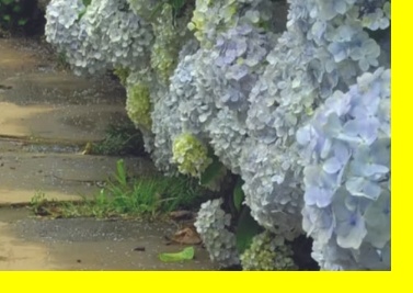 제주 중문 꽃길, 카멜리아힐 맵, 카멜리아힐 단풍 시즌, 제주 데이트 필수 코스, 제주 꽃 사진 찍는 법, 제주 사진 찍기 좋은 장소, 제주 감성 영상 촬영지, 제주 여행 인생 사진, 제주 정원 예쁜 곳, 제주 SNS 핫플