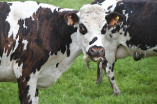 소띠 2025년 운세