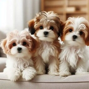 귀여운-말티즈-세마리