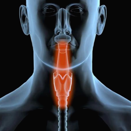 갑상선 이미지