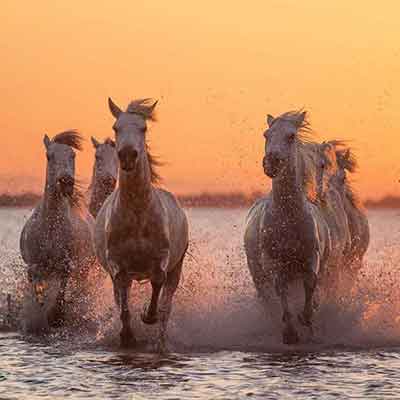 물위를 달리는 백마