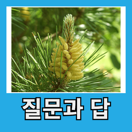 송화가루 질문과 답