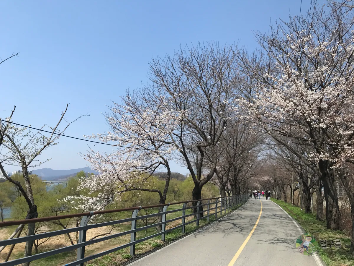 갈산공원-벚꽃-산책길