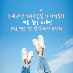 대관령 소나무숲길 완전정복