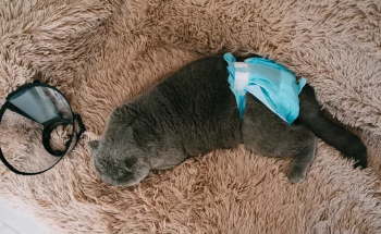 고양이 방광염/출처:어도비스톡