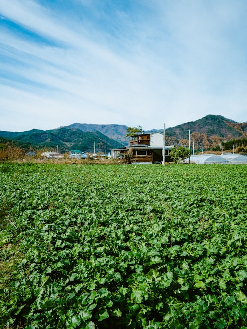 김장무(가을무) 파종 시기, 심는 시기, 재배 방법