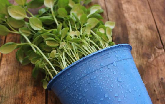 2025 장마 기간, 지역별 예상 일정