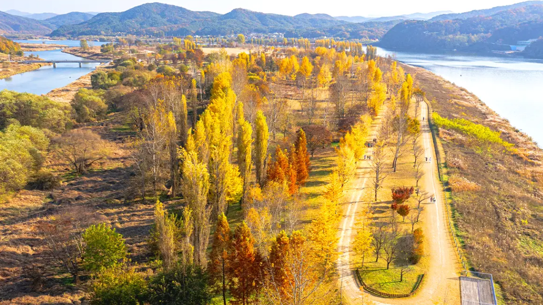 강런섬 단풍 전경