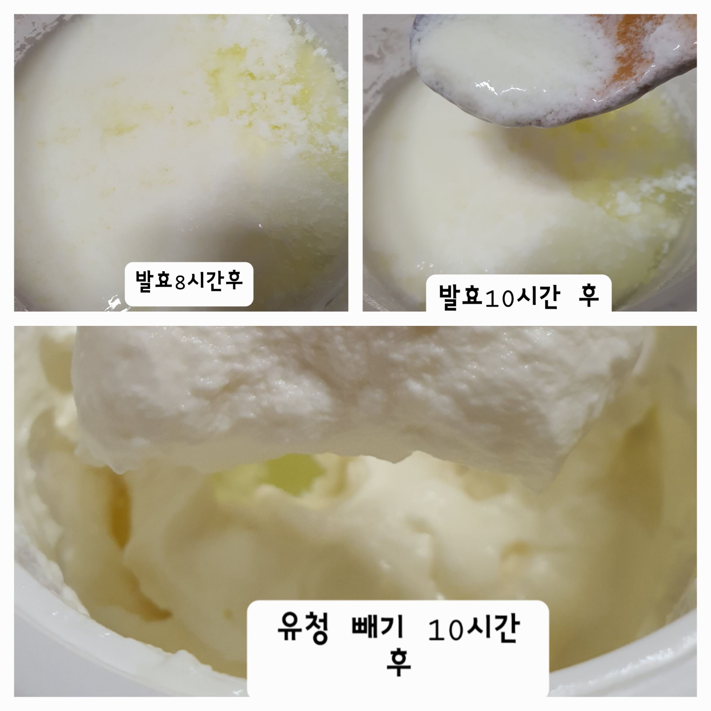 시간이 많이 필요 했지만 유청 만으로도 요거트는 만 들어졌다