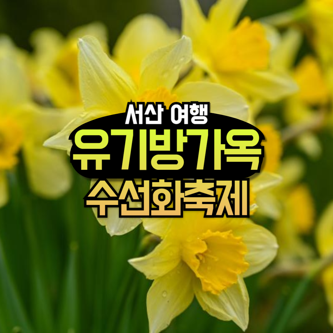 서산 유기방가옥 수선화축제