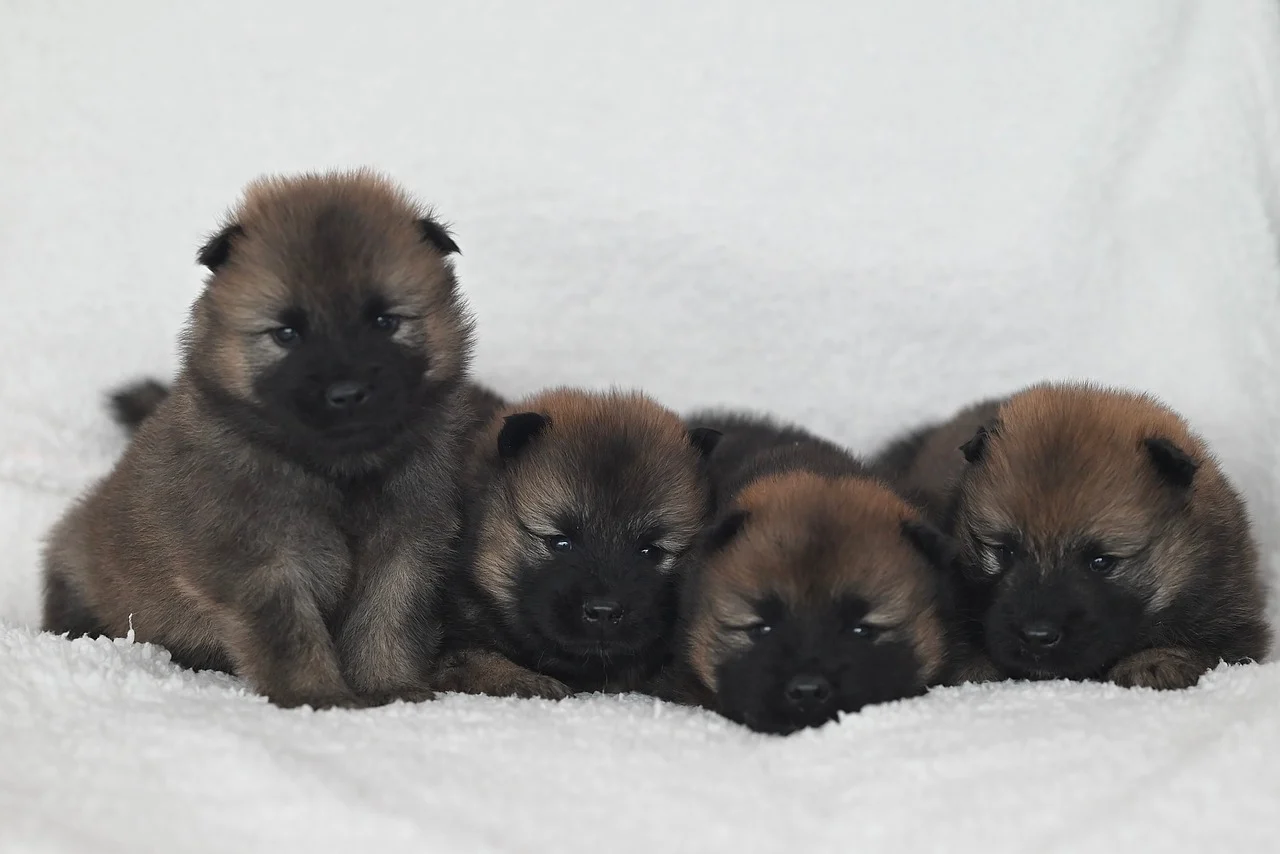 새끼 강아지 4마리