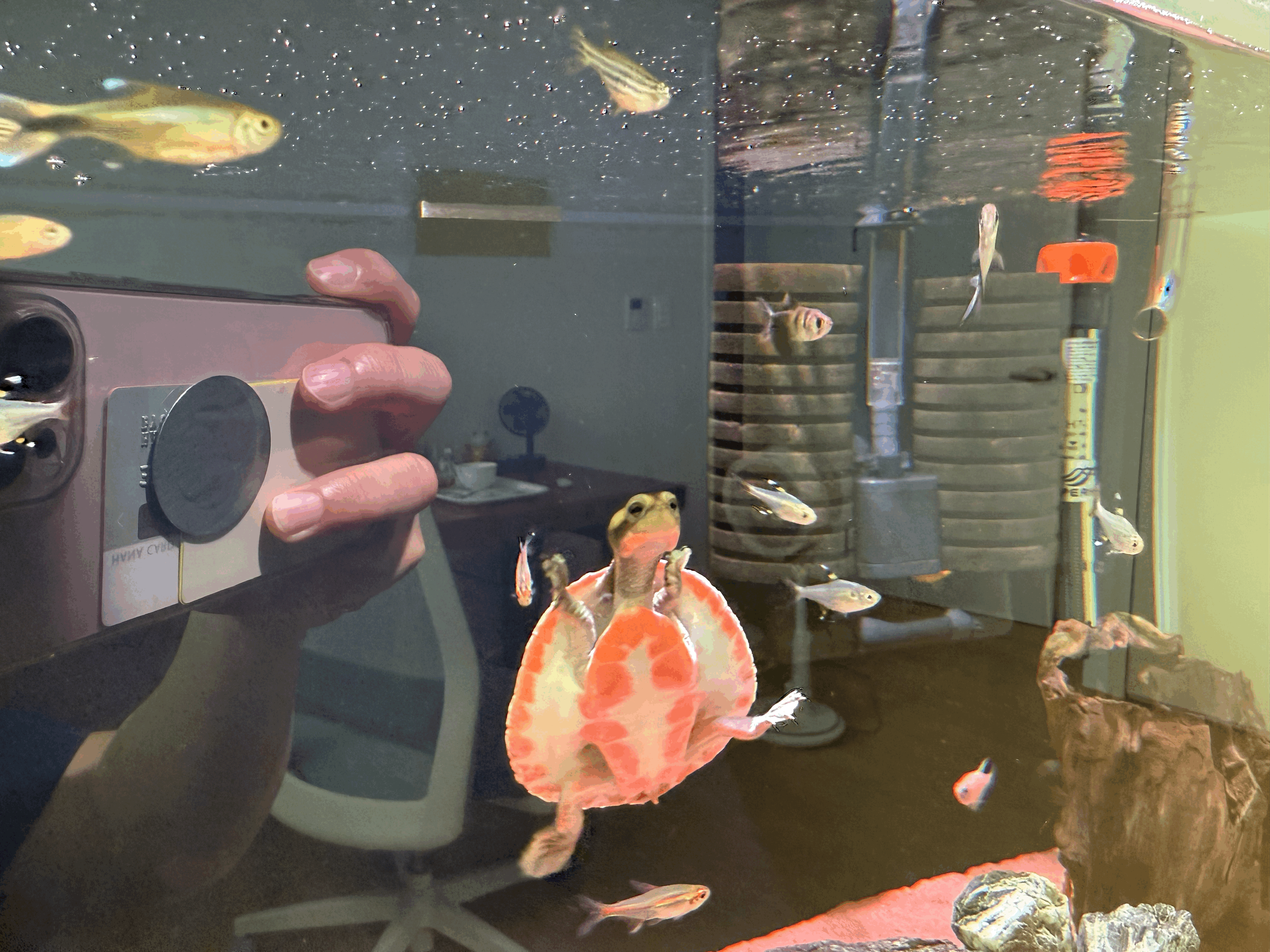 핑크벨리사이드넥 거북이