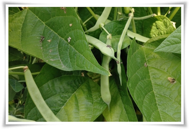 "텃밭, 4월에 심기 좋은 작물" 상추 시금치 열무 쑥갓 케일 루꼴라 당근 비트 무 감자 완두콩 땅콩 녹두 ...