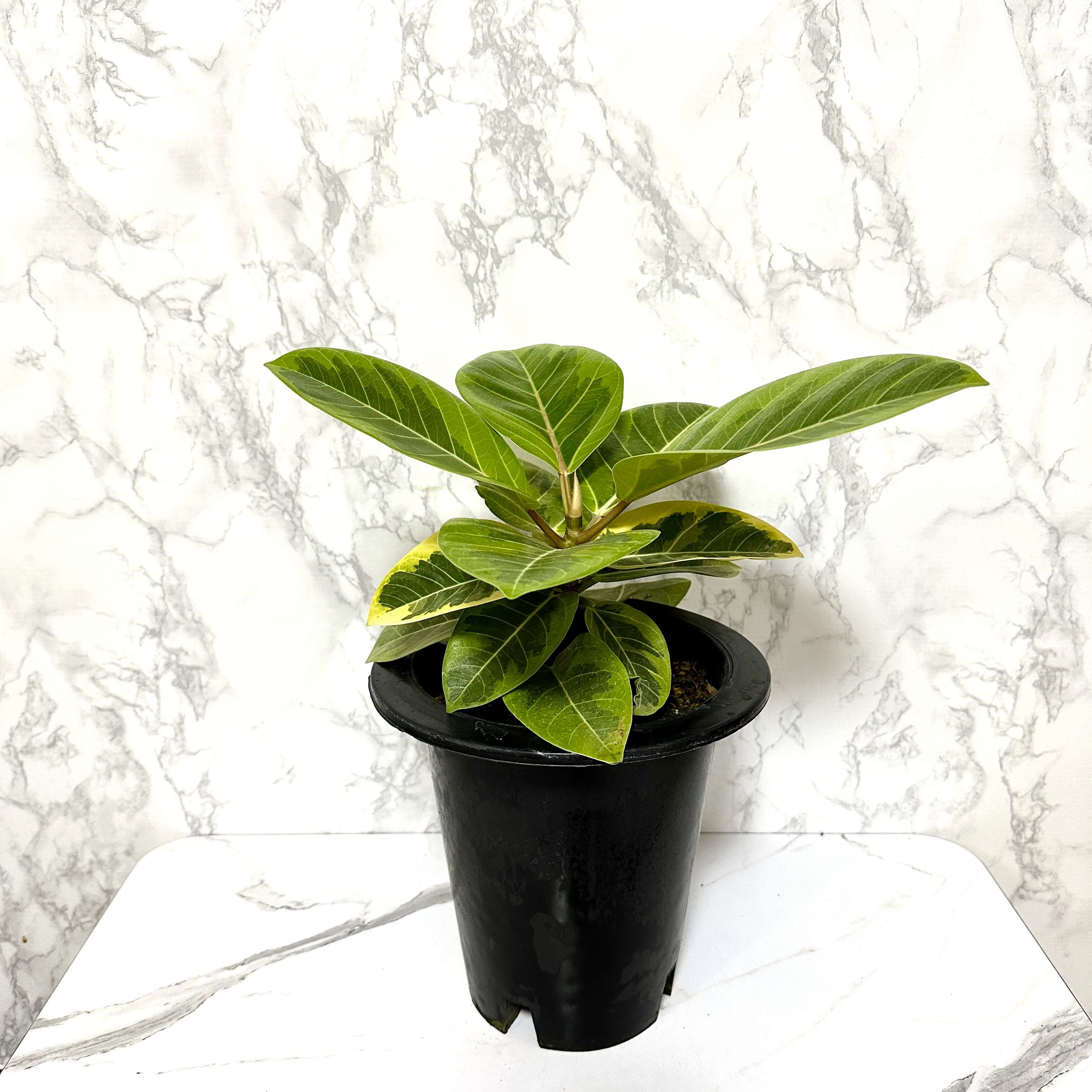 뱅갈 고무나무 실내에서 키우는 법