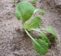 김장 배추 모종 심는 시기