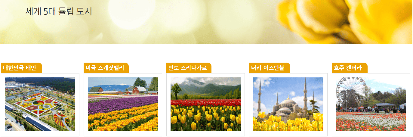 태안튤립축제