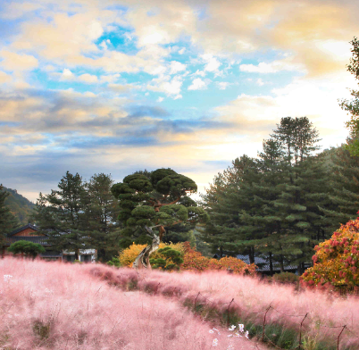 아침고요수목원 단풍
