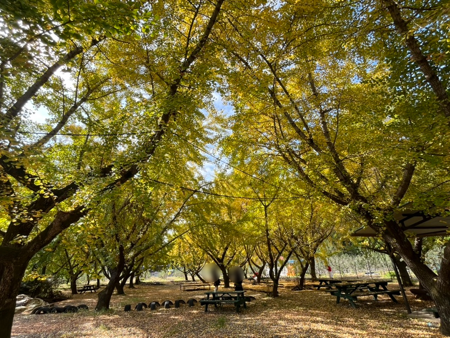 커피랑 과일농장 은행나무