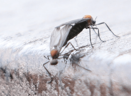 콘크리트 벽에 짝짓기 중인 러브버그