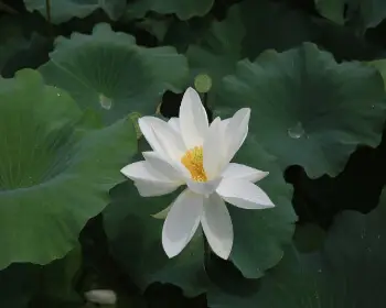 무안 연꽃축제_11