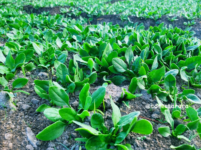 가을 환절기 면역력 높이는 음식 7가지 – 감기 걸리기 전 꼭 챙기세요! 관련 사진