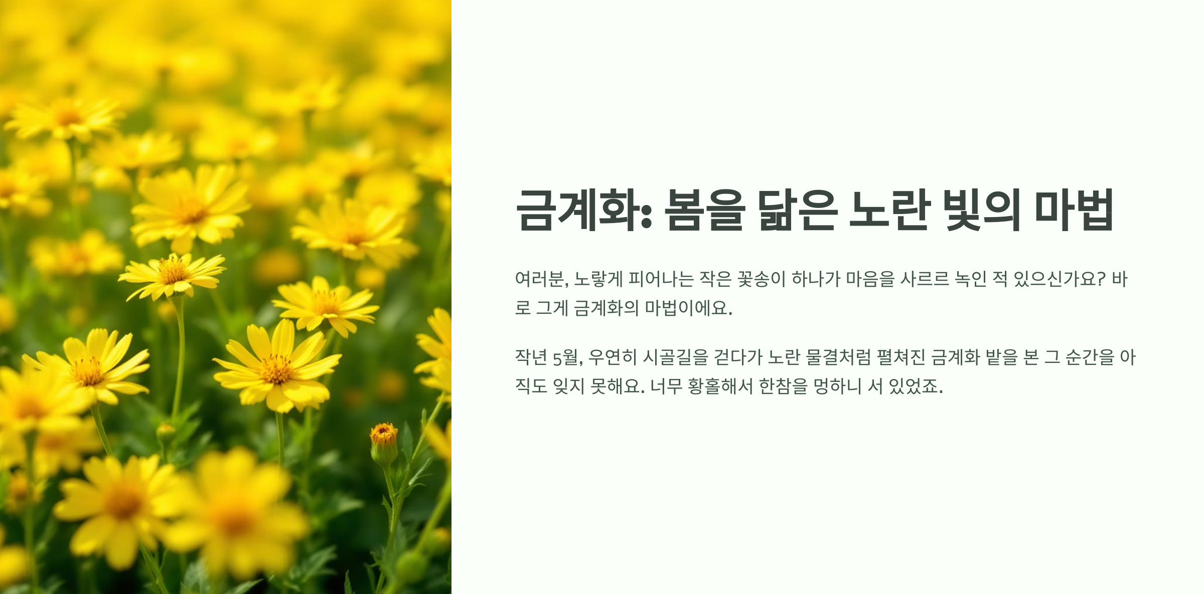 금계화