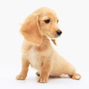 개 고관절 형성 부전