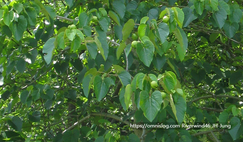 유동(油桐)나무 Vernicia fordii