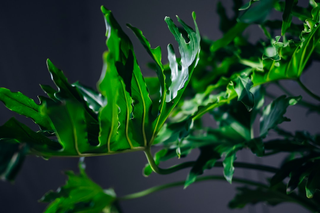 Philodendron