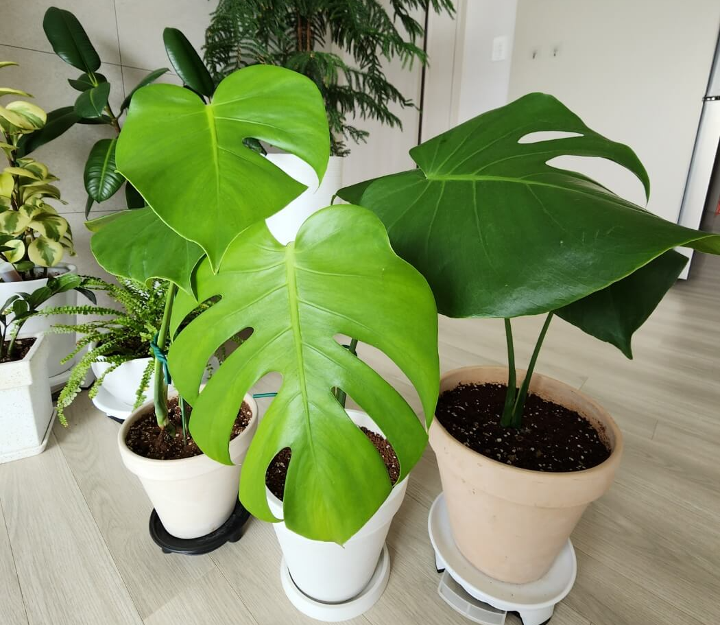 새로나오는 잎들에서 찢잎을 보여주는 몬스테라