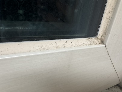 결로때문에 창문에 핀 곰팡이
